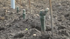 Netypická krádež vo vinohrade v Strekove: Skupina páchateľov možno z lupu nebude mať nič