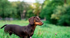 V Nemecku navrhujú zakázať chov niektorých psích plemien. Hrozí, že medzi nimi bude aj obľúbený jazvečík