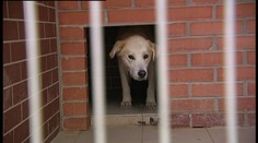 Psie výbehy v útulkoch dobrovoľne čistia aj ľudia z úspešných firiem