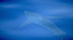 Pri Malorke sa po desaťročiach opäť objavil veľký biely žralok