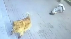 VIDEO: Venčenie psa sa takmer skončilo fatálne. Muž po "útoku" mačky upadol do bezvedomia