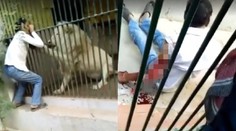 Chvíle hrôzy v pakistanskej ZOO: Ošetrovateľa po školáckej chybe dokaličil biely lev
