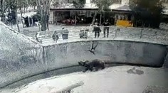 Video, z ktorého mrazí. Matka, pred zrakmi návštevníkov, hodila dcéru (3) do medvedieho výbehu v ZOO