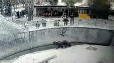 Video, z ktorého mrazí. Matka, pred zrakmi návštevníkov, hodila dcéru (3) do medvedieho výbehu v ZOO