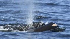 Vedci už možno vedia dôvod, prečo pyrenejské kosatky útočia na lode