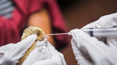 Dôležité nariadenie v Bratislave. V tejto mestskej časti hlásia prípady vtáčej chrípky