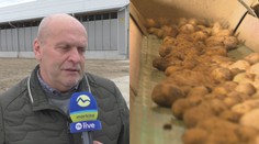 Slovenskí farmári majú problém. Zemiaky sú extrémne lacné, začali s nimi robiť úplne niečo iné