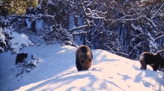 Monitoring šeliem v Malej Fatre ochranárov sklamal. Čakalo ich však jedno prekvapenie