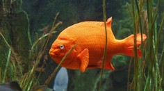 Rybár ulovil najväčšiu „zlatú rybku“ na svete. Jej hmotnosť vám vyrazí dych