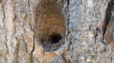 Storočnú lipu niekto navŕtal a napustil kyselinou. Takéto konanie môže ohroziť aj ľudí