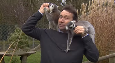 VIDEO: Komplikácie pri nakrúcaní. Reportéra terorizovali dotieravé lemury