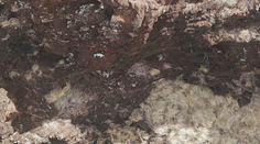 VIDEO: Nevídaný objav na skalnej stene. Nikto nevie, ako sa tam zviera dostalo