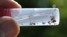 Lokálna epidémia kliešťovej encefalitídy: Počet pacientov stúpa