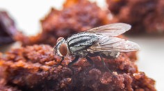 Toto sa stane s vaším jedlom, keď si naň sadne mucha