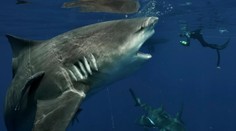 Na toto tak skoro nezabudne. Muž stál zoči-voči pred jedným z najnebezpečnejších žralokov sveta
