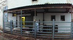 Desivé praktiky na českom bitúnku. Muži bezdôvodne týrajú zvieratá a zdá sa, že ich to baví