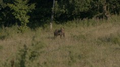 Najviac medveďov usmrtili na Poľane. S kamerou sme tam strávili noc, pozrite sa, ako to tam vyzeralo