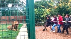 Kontroverzná atrakcia v anglickej ZOO: Za poplatok sa môžete preťahovať s levom