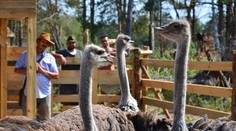 Oficiálne vyjadrenie TV Markíza ku krivému obvineniu z týrania zvierat na Farme