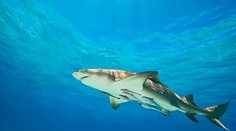 Fotka so žralokom sa mužovi vypomstila: Pohryzol ho priamo do nohy