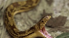 Dávajte si pozor, hady už začali hrýzť