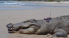 V útrobách krokodíla našli ľudské pozostatky. Zrejme ide o nezvestnú ženu
