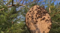 Loví najmä včely a zanecháva spúšť. Je len otázkou času, kedy sa tento predátor udomácni na Slovensku