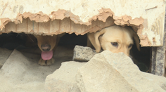 Týranie zvierat už mali riešiť policajní envirošpecialisti. Zisťovali sme, aká je prax