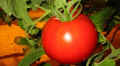 Začali sme viac jesť slovenské paradajky