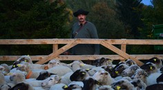 Farmári majú poriadny "prúser": Zmizlo 48 oviec