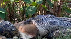 VIDEO: Vedcov prekvapili schopnosti pytóna barmského. Prirovnali ho k sériovému vrahovi