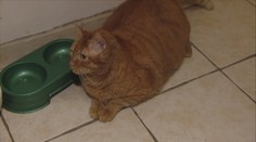 Vianoce sa blížia. Mnohí obdaruvávajú aj domácich miláčikov