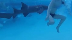 Myslela si, že je to manželov žart. Pohrýzol ju však žralok