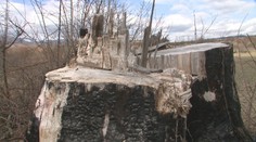 Starostu obce pri Sabinove obvinili. Bez povolenia dal vyrúbať chránené stromy