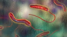 Smrteľná choroba sa objavila na Balkáne po viac než sto rokoch. Odborníci varujú pred šírením