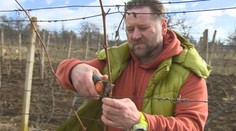 Mnohí vinári už pracujú vo viniciach. Teraz robia to, čo je pre dobré víno zo všetkého najdôležitejšie