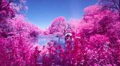 FOTOGALÉRIA: Videli ste už cyklaménové stromy v newyorskom Central Parku?