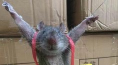 Kto ho nabonzoval? Malého potkana v Číne verejne ponížili za krádež ryže