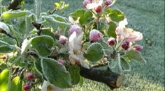 Sady bez ovocia a pálenice bez pálenky. Mrazy u nás napáchali veľké škody