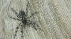 FOTO: Slovákom sa do domov tlačia obrovské chlpaté pavúky. Sú veľké ako ľudská dlaň