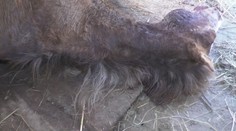 Vzácnu kobylu našli zranenú vo výbehu. To, čo ju zabilo, šokovalo každého