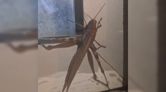 Takú kobylku ste ešte nevideli. Tento „obor“ šokoval celé mesto