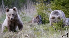 Strieľanie slovenských medveďov už riešia aj v Česku: Šéf zoo podal podnet na Európsku komisiu