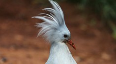 Päť najohrozenejších vtáčích druhov na svete. Tu sú