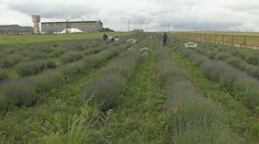 Slováci húfne chodia na polia. Farmári pri Nitre zvolávajú ľudí na samozber levandule