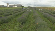 Slováci húfne chodia na polia. Farmári pri Nitre zvolávajú ľudí na samozber levandule