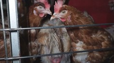 EÚ: Vedci odporučili ukončiť používanie klietok na chov kurčiat
