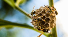 Nielen kliešte. V tomto roku nám podľa odborníkov hrozí veľké premnoženie nebezpečného hmyzu