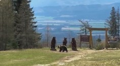 Uzatvoria sa turistické chodníky v Tatrách? Ochranári o tom uvažujú pre výskyt medvedice v okolí