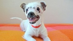 Aj toto dokáže ľudská krutosť. Šteniatko úplne dokaličili